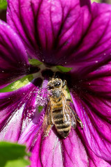Closeup of Honey Bee (Apis mellifera) on Mallow flowers (Malva sylvestris)