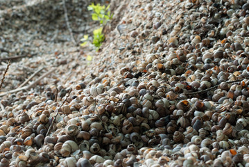 Close up of beach sand with lots of sea shells