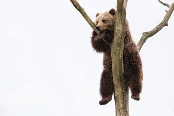 Rolgordijnen Young brown bear in a tree © Ricochet64