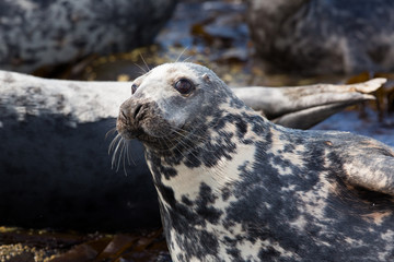 Grey seal (Halichoerus grypus)  resting on rocks at colony, basking in summer sun