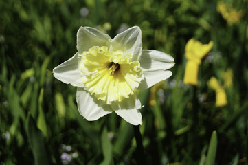 holländische Blumen