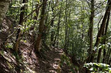 Sentiero 5 dentro il bosco nel parco del Cucco
