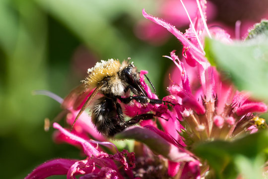 Closeup of Common Carder bee (prob. Bombus pascuorum) on Beebalm (Monarda didyma) flower