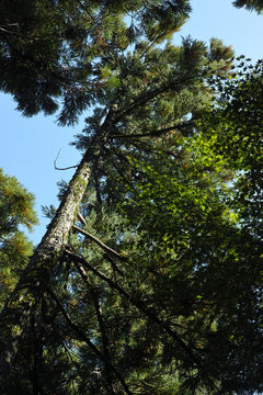 big pine tree with blue sky in a low-angle shot