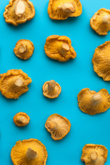 chanterelle on a blue background