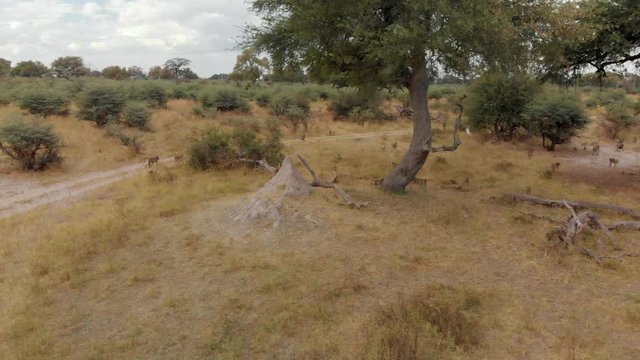 4K aerial shot of a troop of baboons in the bushes