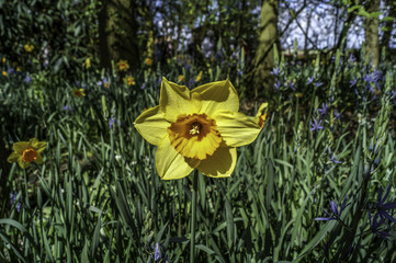 holländische Blumen