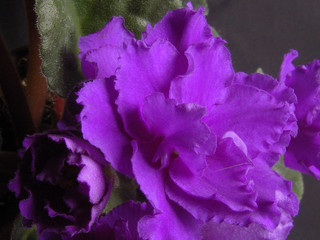 African violet. Beautiful variety of violets. Saintpaulia varieties Lions nightfall with beautiful flowers. Black background.  Closeup.