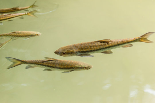 Doctor Fish (Garra Rufa) Close-up Stock Photo - Image of animal, rufa:  49349612