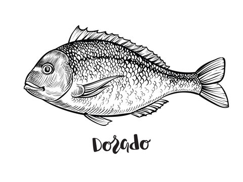 Dorado fish hand drawn vector illustration. Black engraving line sketch.