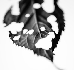 Baltt angefressen sw