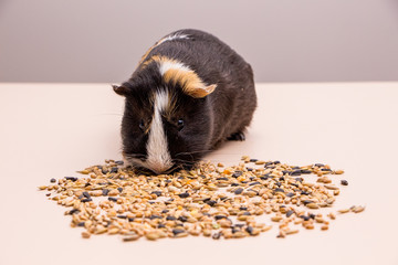 Funny guinea pig sitting on a pile of feed and eat different grain. Feeding guinea pig.
