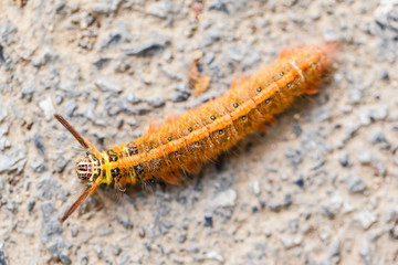 Lappet Moth Caterpillar
