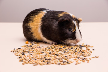 Funny guinea pig sitting on a pile of feed and eat different grain. Feeding guinea pig.