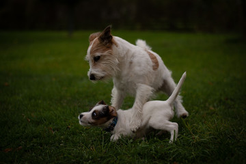 Obraz na płótnie Canvas Terriers Playing