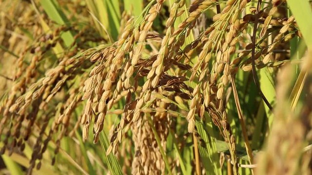 Ripe rice fields.