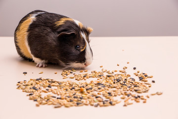 Funny guinea pig sitting on a pile of feed and eat different grain. Feeding guinea pig.