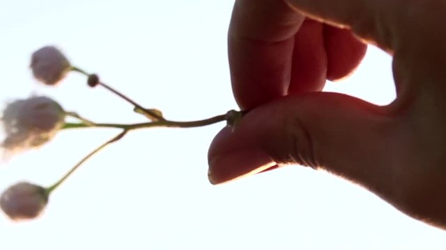 On background of blue sky, a hand stretched towards the sky which holds a white flower.
