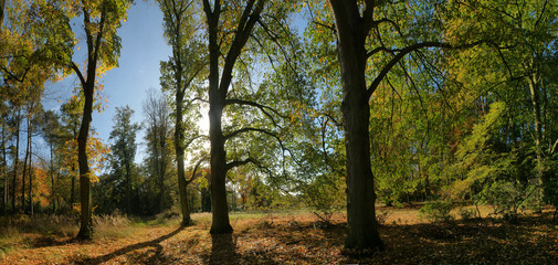 First colors of autumn