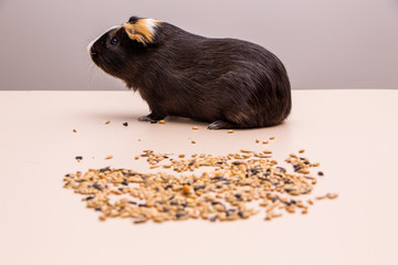 Funny guinea pig sitting on a pile of feed and eat different grain. Feeding guinea pig.