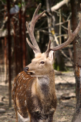 deer in the forest 2