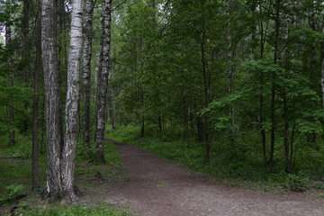 Green, leafy birch forest road trail z