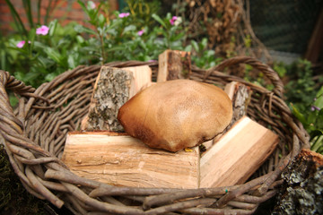 mushroom and oak firewood in a basket in the forest