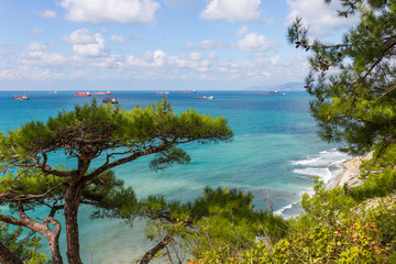 Wild beach in pine forest, Gelendzhik, Russia