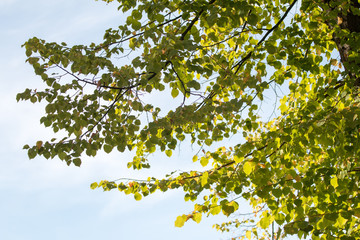 green leaves of a tree