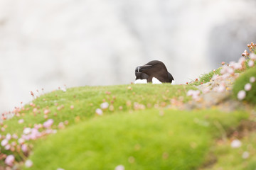 Obraz premium Razorbill (Alca torda) calling at breeding colony in wild flowers