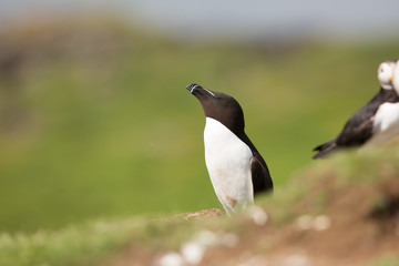 Razorbill (Alca torda) breeding bird sky pointing and displaying
