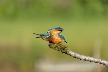 Kingfisher