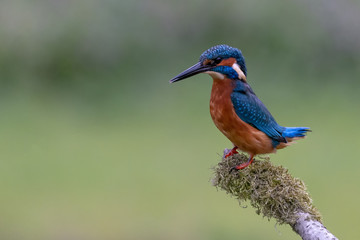 Kingfisher