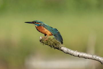 Kingfisher