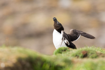 Razorbill (Alca torda) breeding bird sky pointing, shaking wings  and displaying