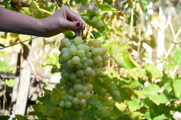 Bunch of ripe grapes in woman's hand. Woman hands with freshly harvested sweet grapes
