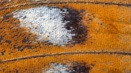 extrime close-up of butterfly wing orange texture