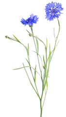 bright blue cornflower with two blooms on white