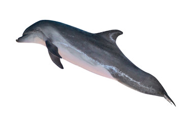 isolated grey bottlenose dolphin