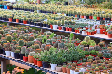 Shelve display of cactus and succulent in green house for dry loving plant garden
