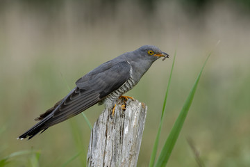 Cuckoo