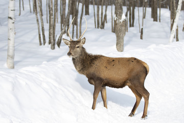 Naklejka na ściany i meble Red deer standing in the winter snow in Canada