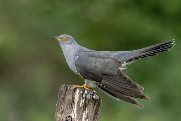 Cuckoo