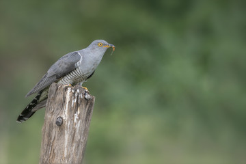 Cuckoo
