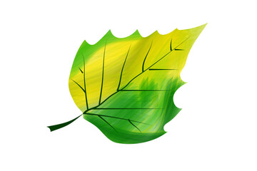 Fototapeta na wymiar Birch leaf
