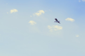 Naklejka na ściany i meble Metaphor of success. Seagull flying high in the blue sky