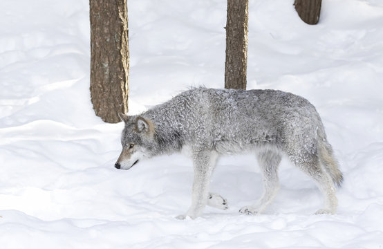 A lone frozen Timber wolf or Grey Wolf (Canis lupus) isolated on white background walking in the winter snow in Canada