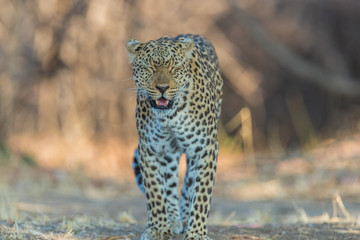 An African leopard (Panthera pardus pardus), South Luangwa, Zambia