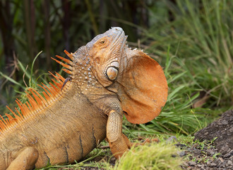 Fototapeta premium Green Iguana with their dewlap extended - Costa Rica