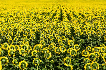 Field of flowering sunflower